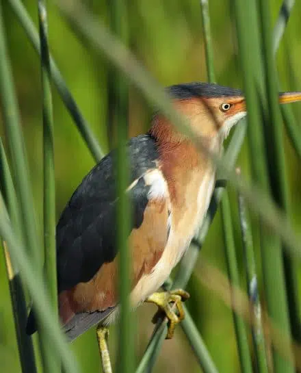 Le petit blongios est un oiseau à long bec faisant partie de la biodiversité de la faune du parc de la Frayère.