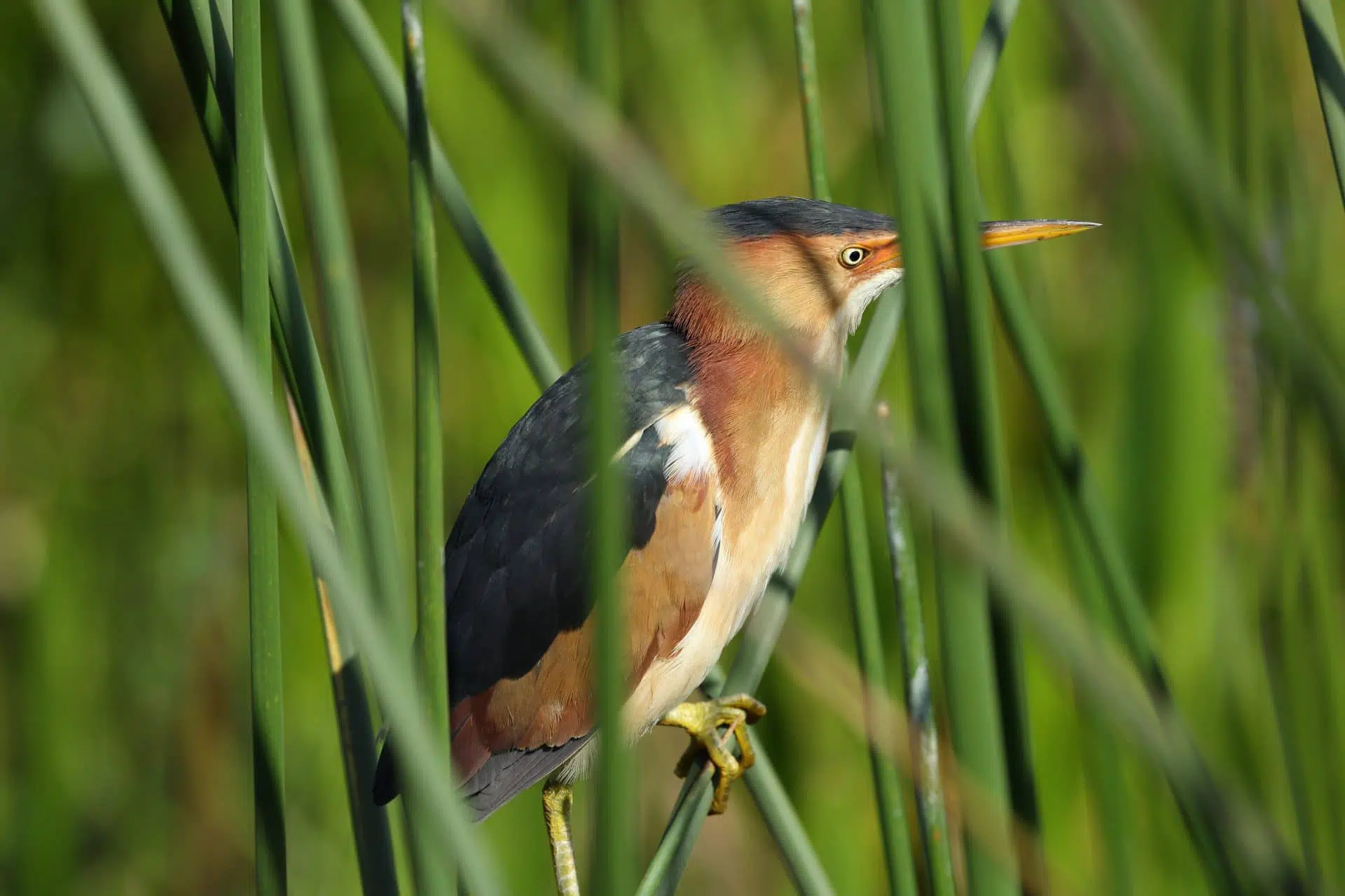 Le petit blongios est un oiseau à long bec faisant partie de la biodiversité de la faune du parc de la Frayère.