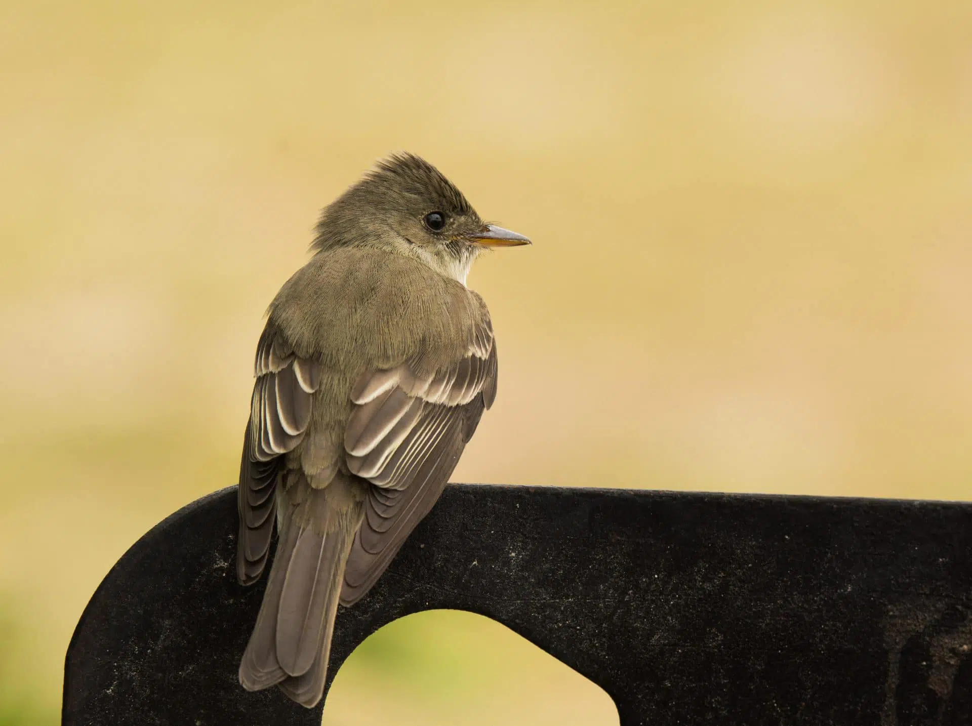 Le pioui de l’Est est un oiseau dont l'espèce est protégée
