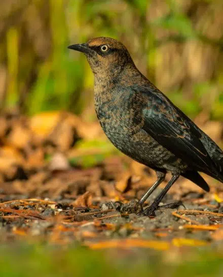 Le quiscale rouilleux est l’une des espèces d’oiseaux vulnérables faisant partie de la biodiversité faunique du parc de la Frayère.