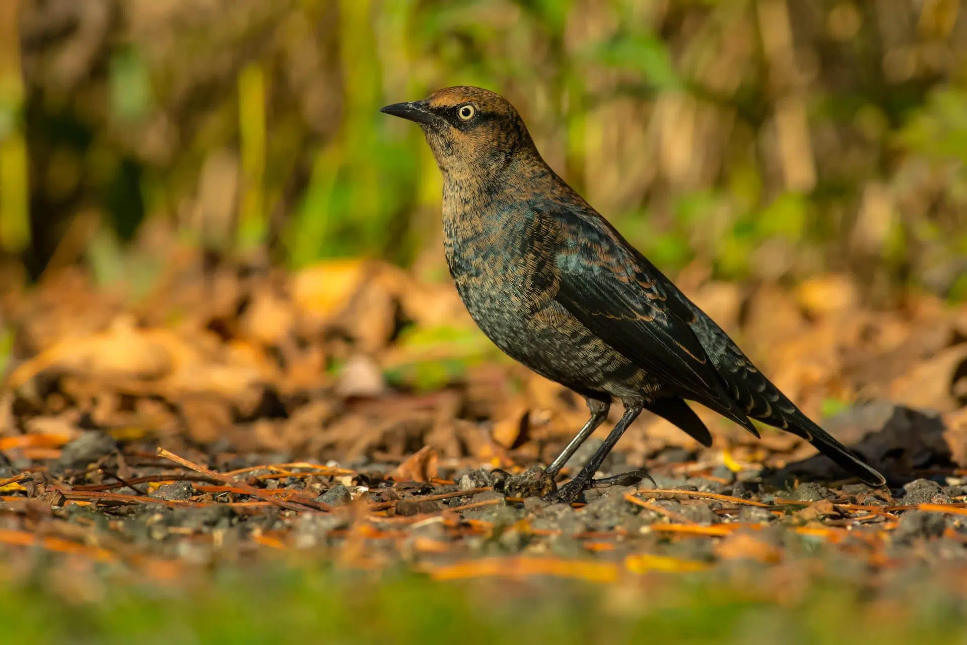 Le quiscale rouilleux est l’une des espèces d’oiseaux vulnérables faisant partie de la biodiversité faunique du parc de la Frayère.