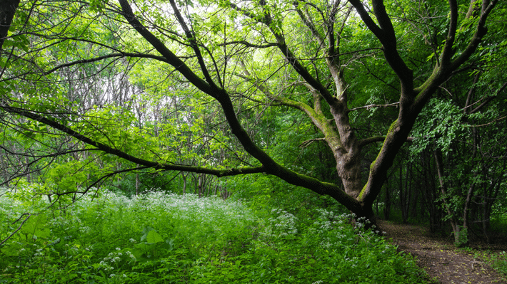 Sentier pédestre dans le boisé de l’arboretum Stephen-Langevin.