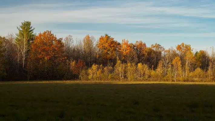 Le boisé Pierre-Dansereau : le plus grand milieu naturel de Boucherville.