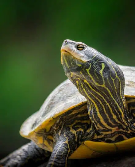 La tortue géographique, que l’on peut observer au parc de la Frayère, fait partie des espèces vulnérables.