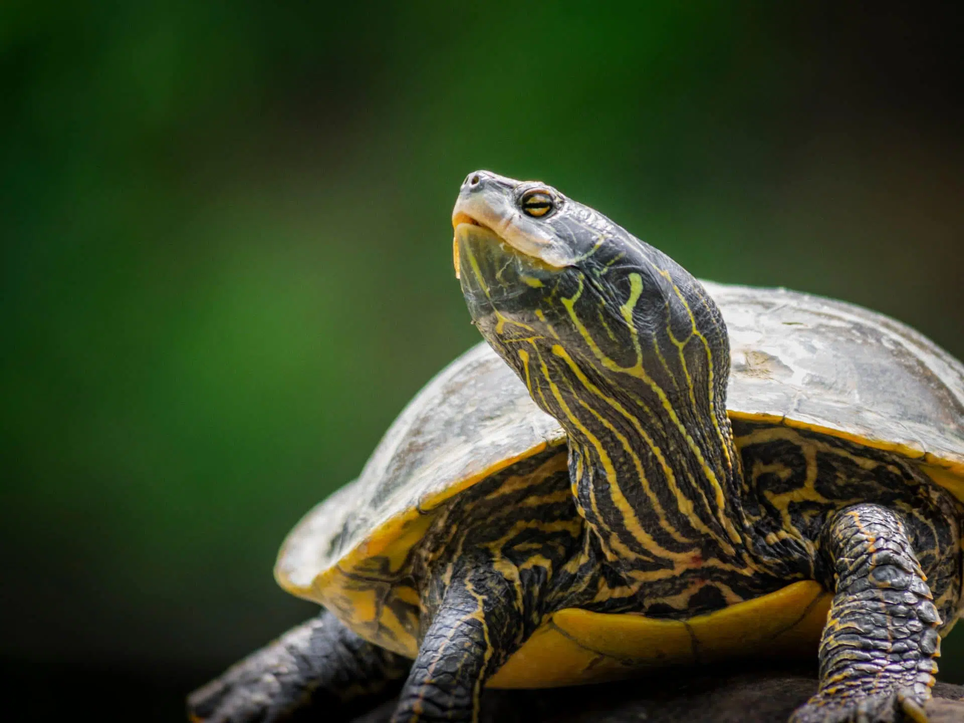 La tortue géographique, que l’on peut observer au parc de la Frayère, fait partie des espèces vulnérables.