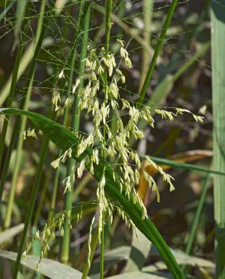 La zizanie à fleurs blanches est une graminée des milieux humides que l’on peut observer au parc de la Frayère.