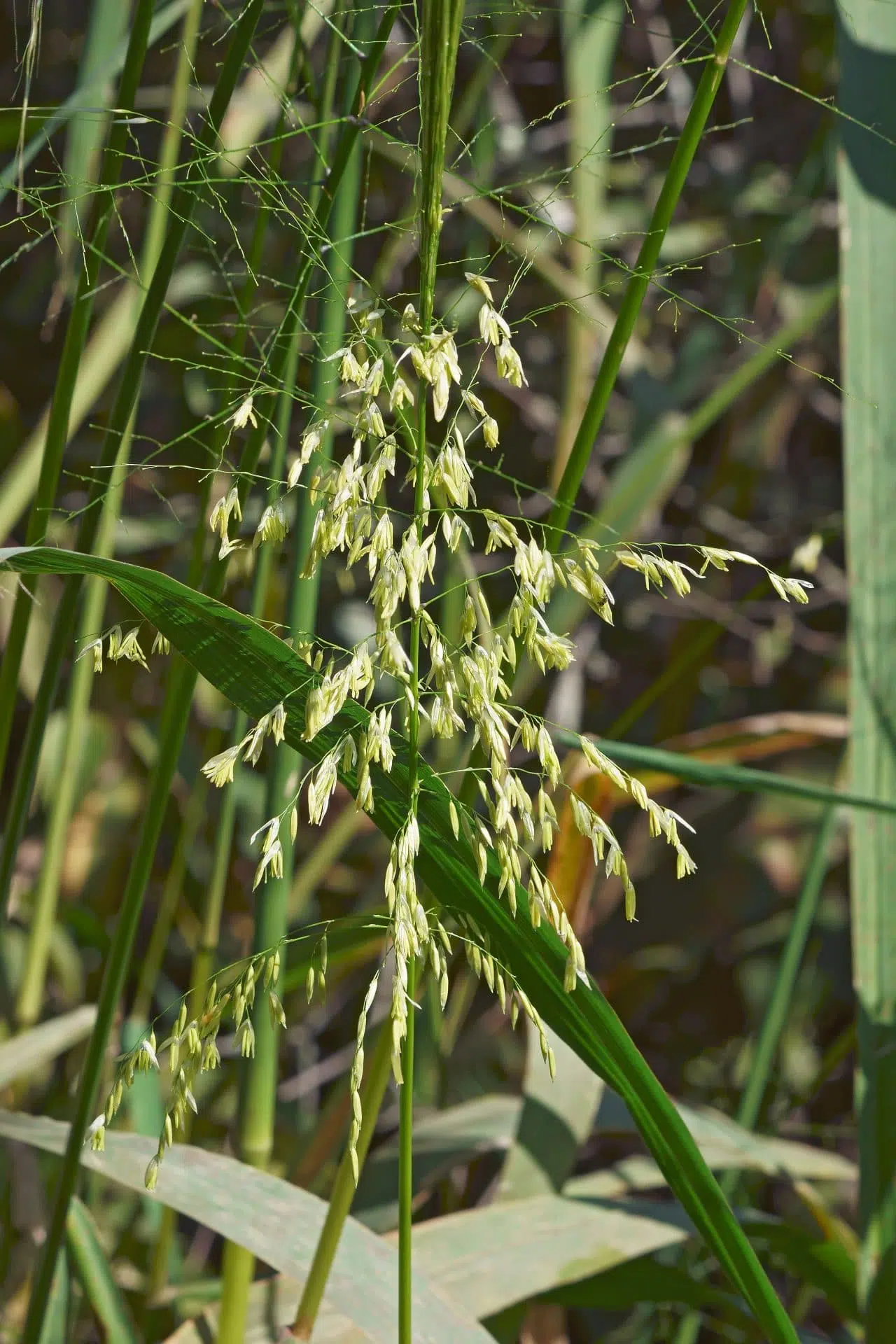 La zizanie à fleurs blanches est une graminée des milieux humides que l’on peut observer au parc de la Frayère.