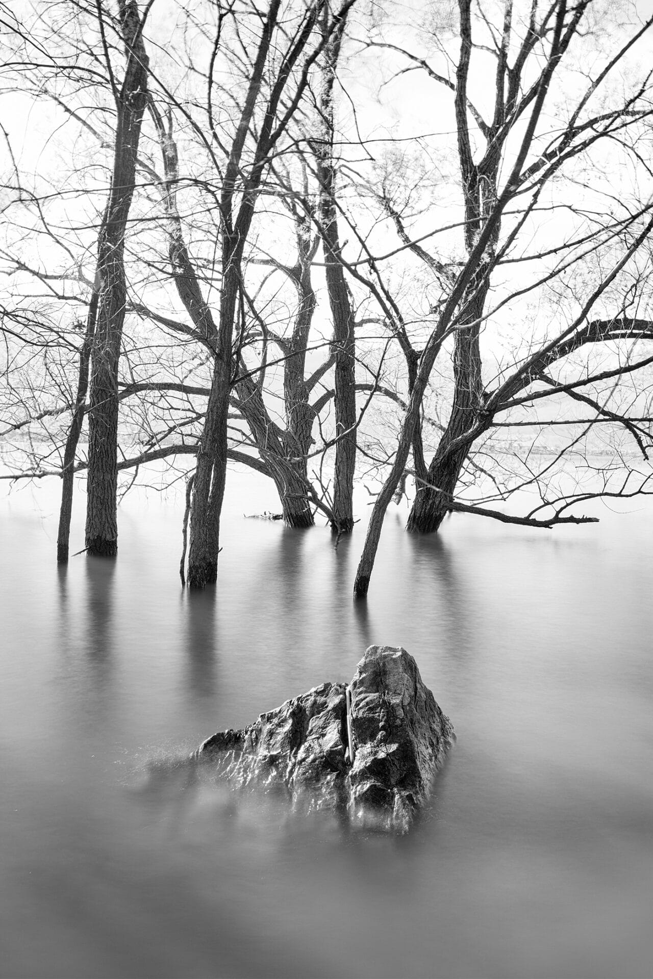 Photo d'arbres et d'une roche dans l'eau, Au parc des iles-de-Boucherville de Denis Hunter