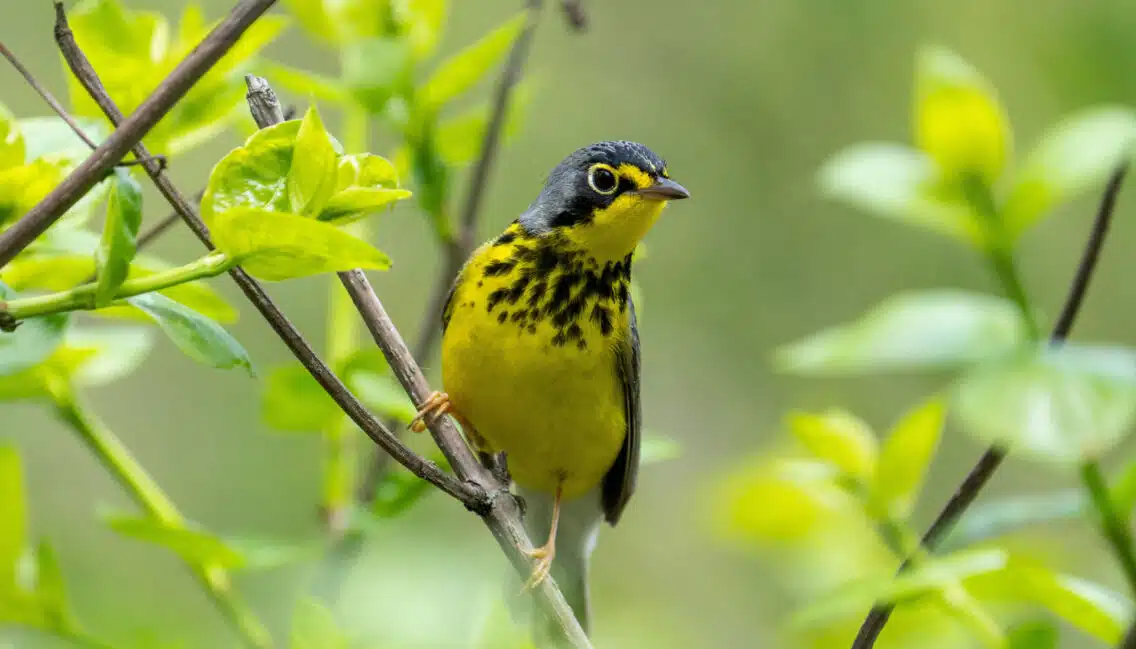 La gorge et le ventre jaune vif et une bande de taches noires à la poitrine sont très distinctifs. Le dessus est gris sans marque particulière. On remarque un cercle blanc et complet autour de l'œil. La queue est longue et les plumes en dessous de la queue (sous-caudales) sont blanches.