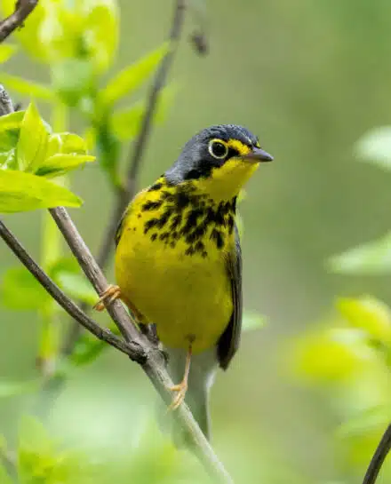 La gorge et le ventre jaune vif et une bande de taches noires à la poitrine sont très distinctifs. Le dessus est gris sans marque particulière. On remarque un cercle blanc et complet autour de l'œil. La queue est longue et les plumes en dessous de la queue (sous-caudales) sont blanches.