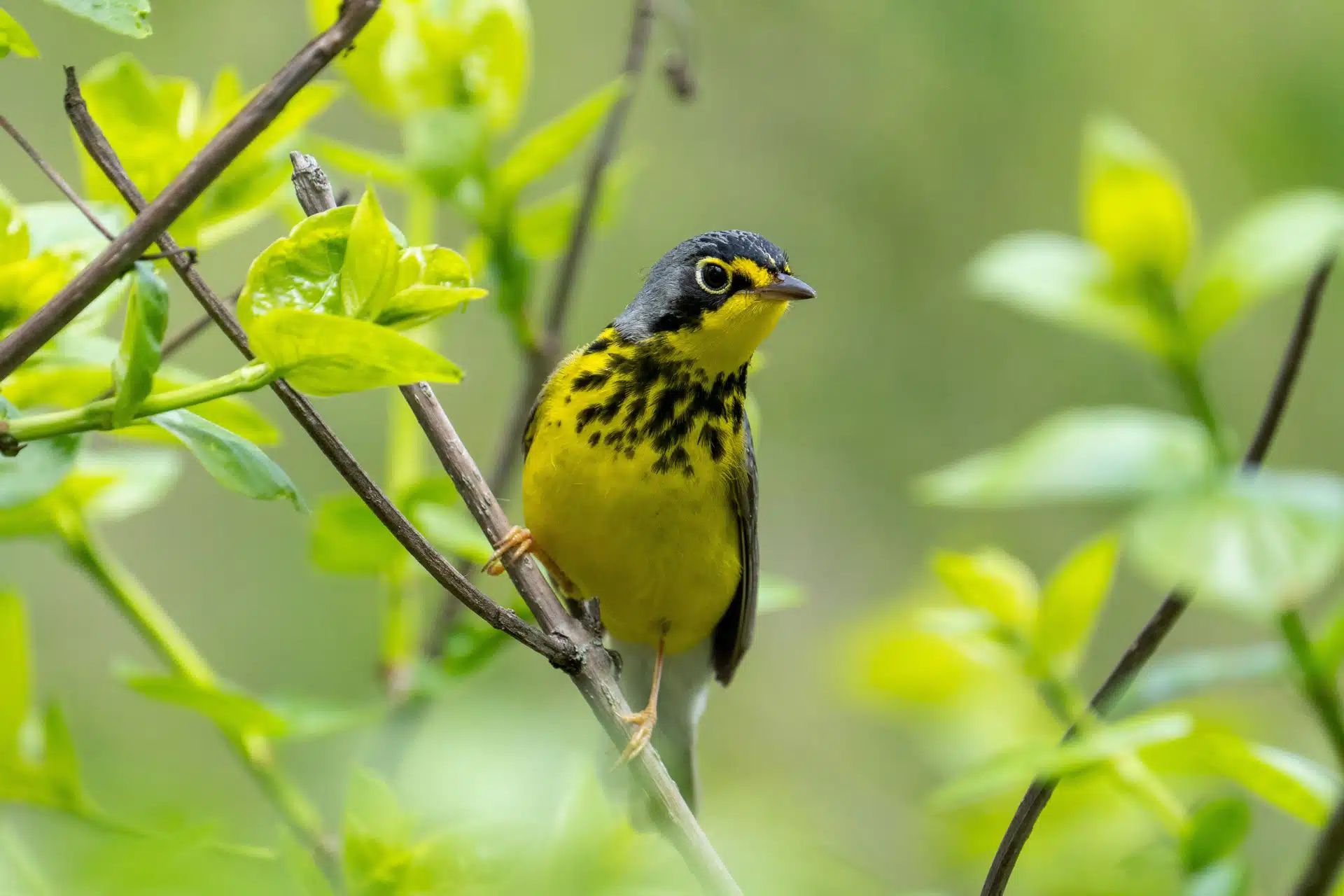 La gorge et le ventre jaune vif et une bande de taches noires à la poitrine sont très distinctifs. Le dessus est gris sans marque particulière. On remarque un cercle blanc et complet autour de l'œil. La queue est longue et les plumes en dessous de la queue (sous-caudales) sont blanches.