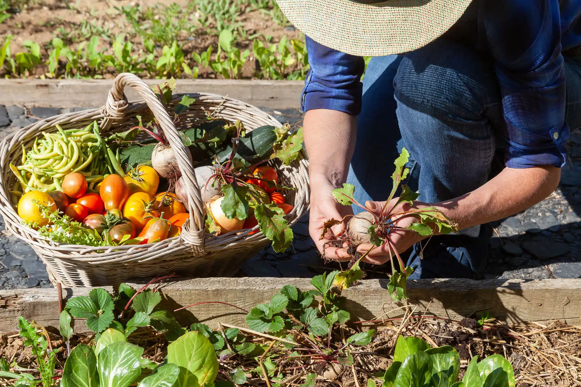 un individu est agenouillé et récolte des légumes dans son potager