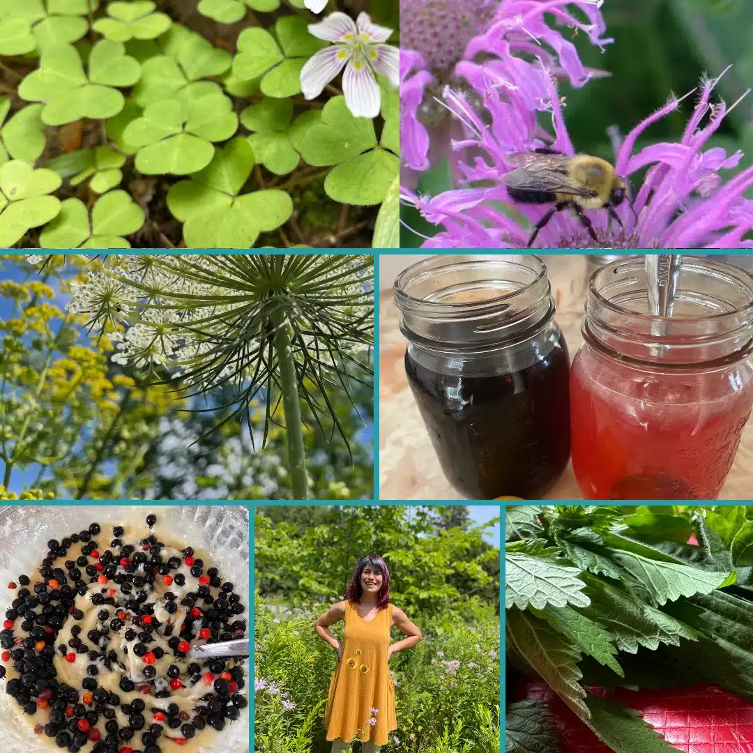 plantes indigènes