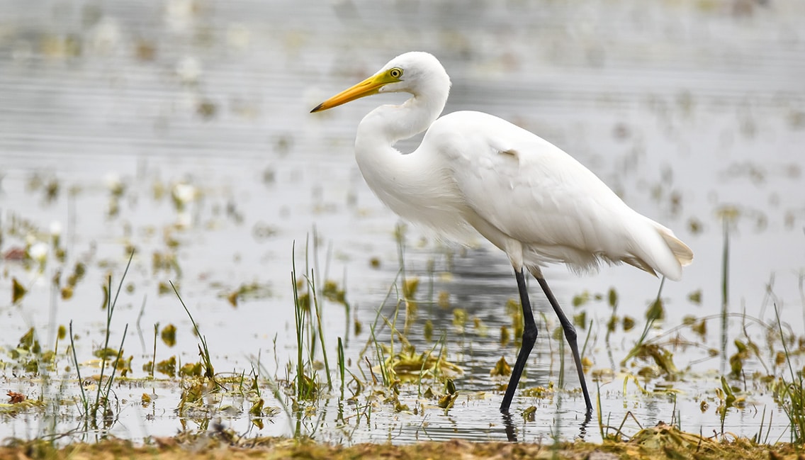 grande aigrette