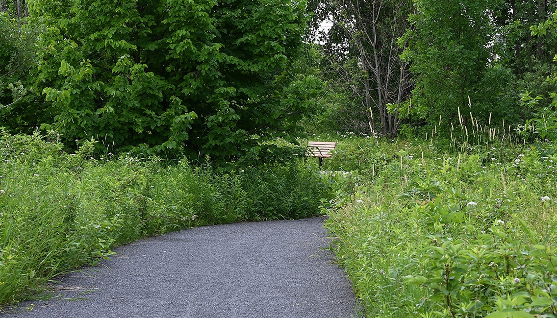 sentier pédestre au milieu d'un boisé