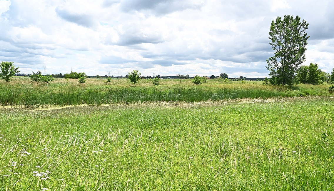 rivière aux pins