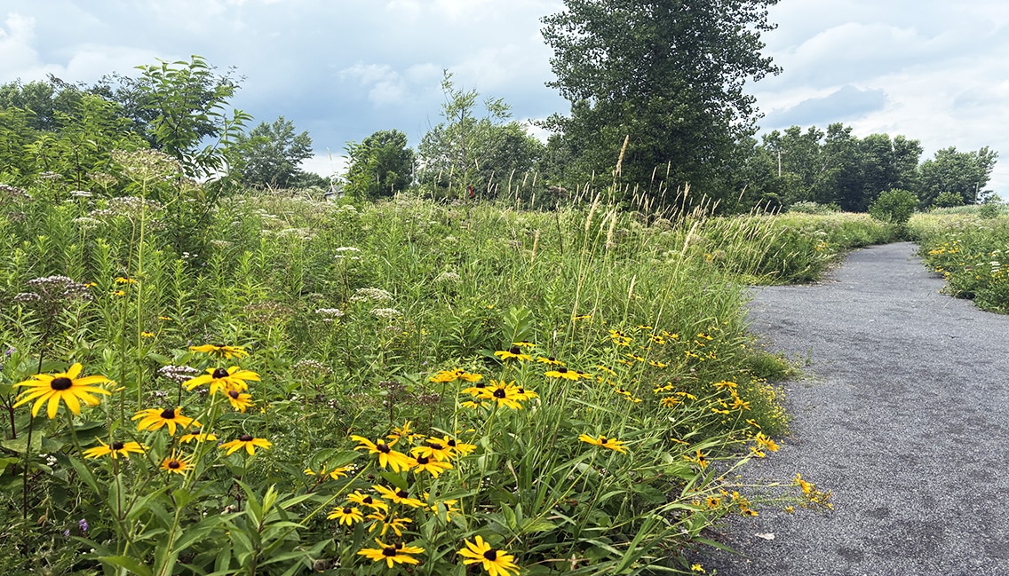 sentier au parc andrée desmarteaux - on peut voir des tournesols sur le bord du sentier