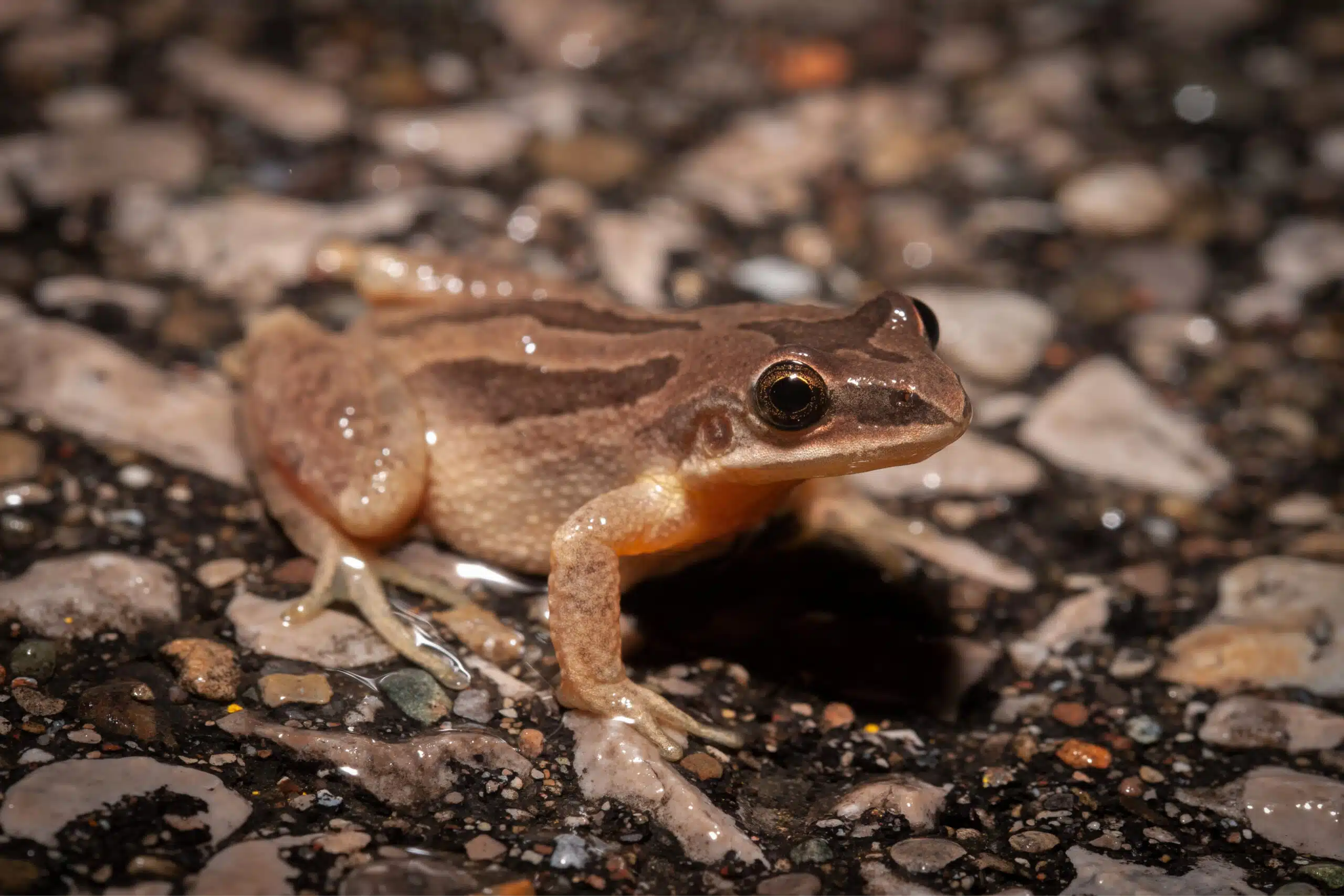 rainette faux-grillon