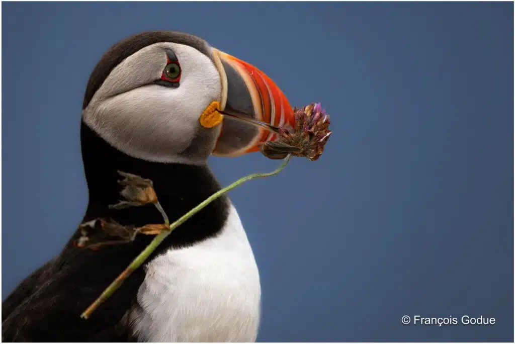 macareux moine oiseau
