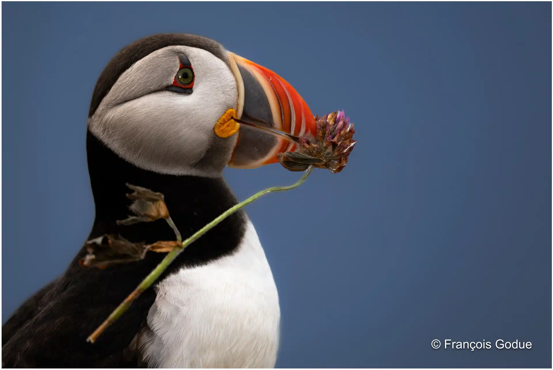 macareux moine oiseau