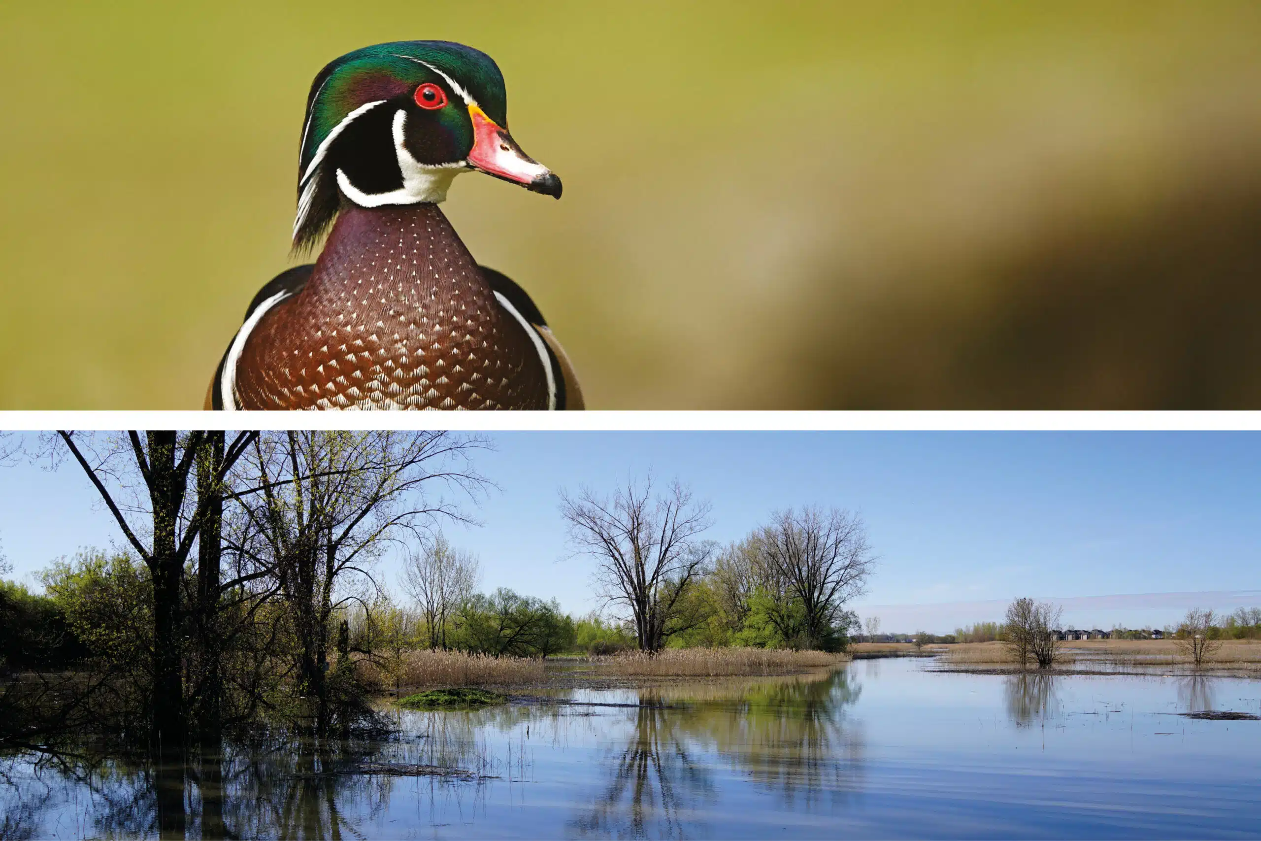 Canard et paysage du parc de la frayère